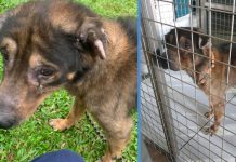 ‘Saddest Dog’ That Has Been Confined in a Cage for 10 Years Looking for Adopter