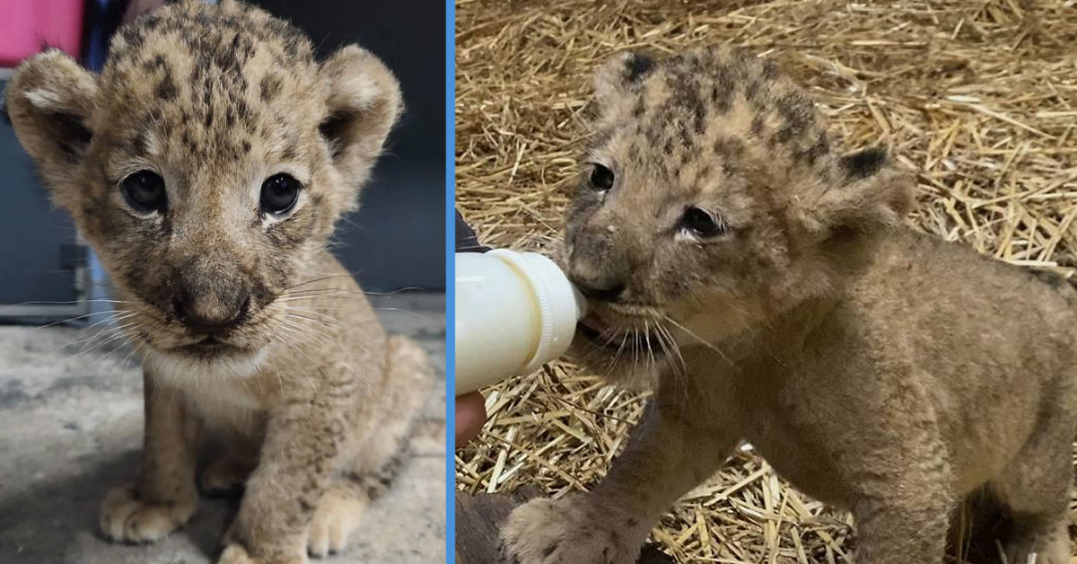 Meet the unbelievably adorable real lion cub that played Simba in The Lion  King