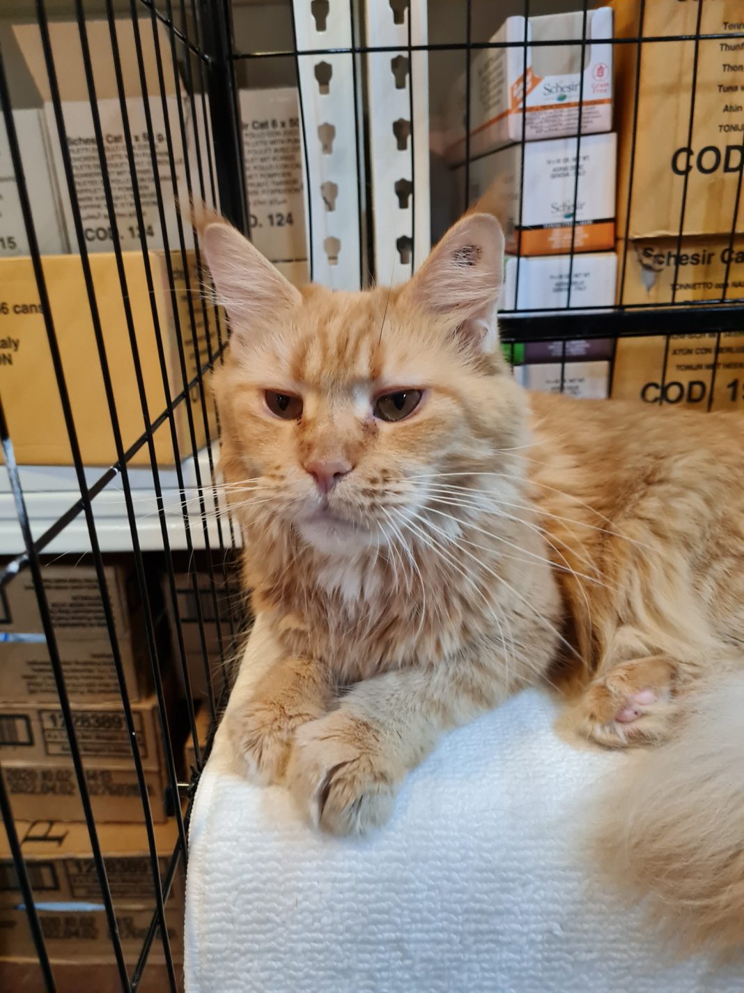 5 Adorable Maine Coon Cats Up For Adoption After Owner Passes Away