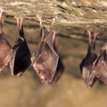 WHO Report Concludes “Extremely Unlikely” That COVID-19 Leaked From Wuhan Lab; Likely Passed From Bats Through Another Animal