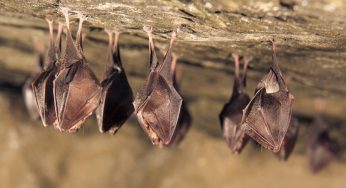 New Study Shows The Coronavirus Might Have Originated From Another Country into China