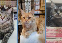 5 Adorable Maine Coon Cats Up For Adoption After Owner Passes Away