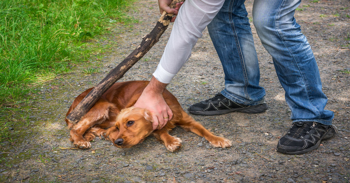 Man Admits to Torturing Pet Poodle While It Was Bounded with a String ...