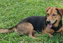 Beloved Pulau Ubin Dog Which Occasionally Guided Visitors Dies in Alleged Accident