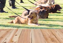 Police, Together With Police Dog, Found Girl Who Went Missing from a Foodcourt at Tanjong Pagar