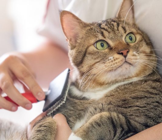 Toxoplasmosis Crazy Cat Lady Syndrome