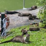 Over 10 Otters Found “Wiggling” on the Pavements and Grass at Botanic Gardens; Netizens Wonder What They Are Doing