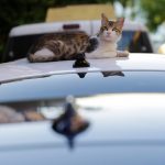 Community Cats Living in Condo Carpark Led to a Spat Between Residents & Management