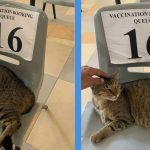 Community Cat Shows Up to Hougang CC During Vaccination Time Once Again; Receives Pats Instead of a Jab