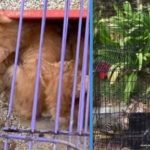 Man Jailed for Helping to Abandon 16 Cats & Selling Contraband Cigarettes on Telegram