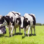 Australian Beef May Become Unavailable as Australia Sees Lesser Cows