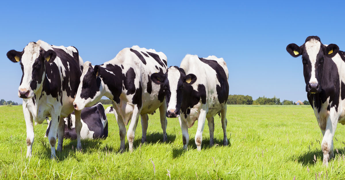 Australian Beef May Become Unavailable as Australia Sees Lesser Cows ...