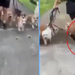 Dog Violently Kicked by Dog ‘Trainer’ in S’pore while Walking 10 Dogs