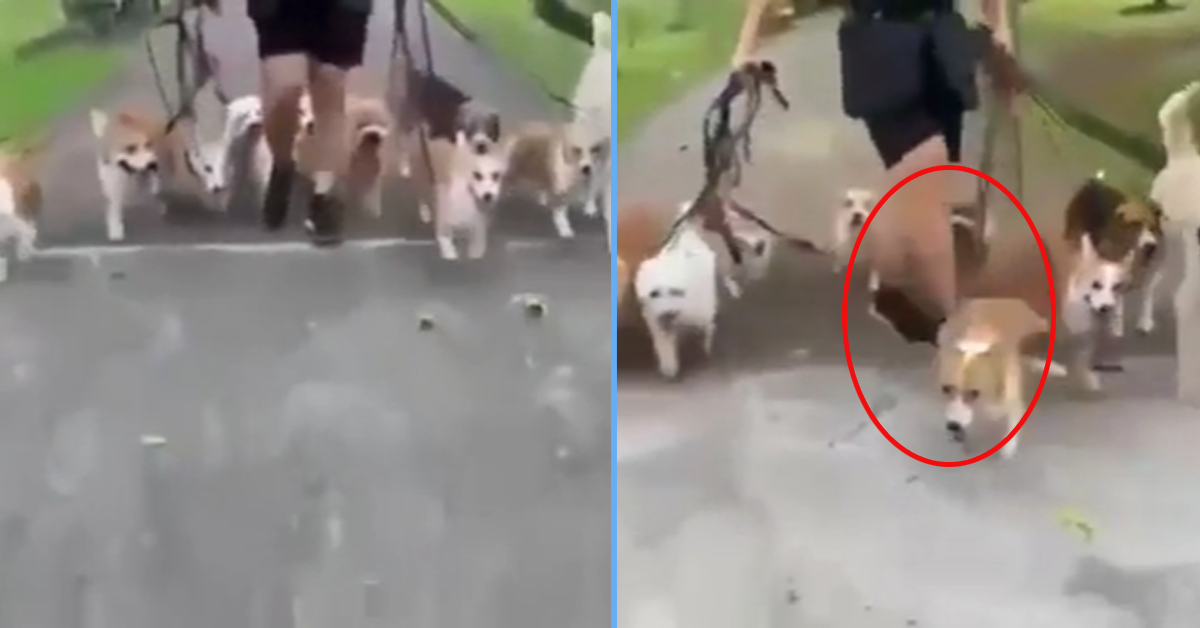 Dog Violently Kicked by Dog 'Trainer' in S'pore while Walking 10 Dogs