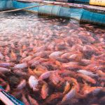 S’pore Considering Fish Farming To Ramp Up Local Food Production