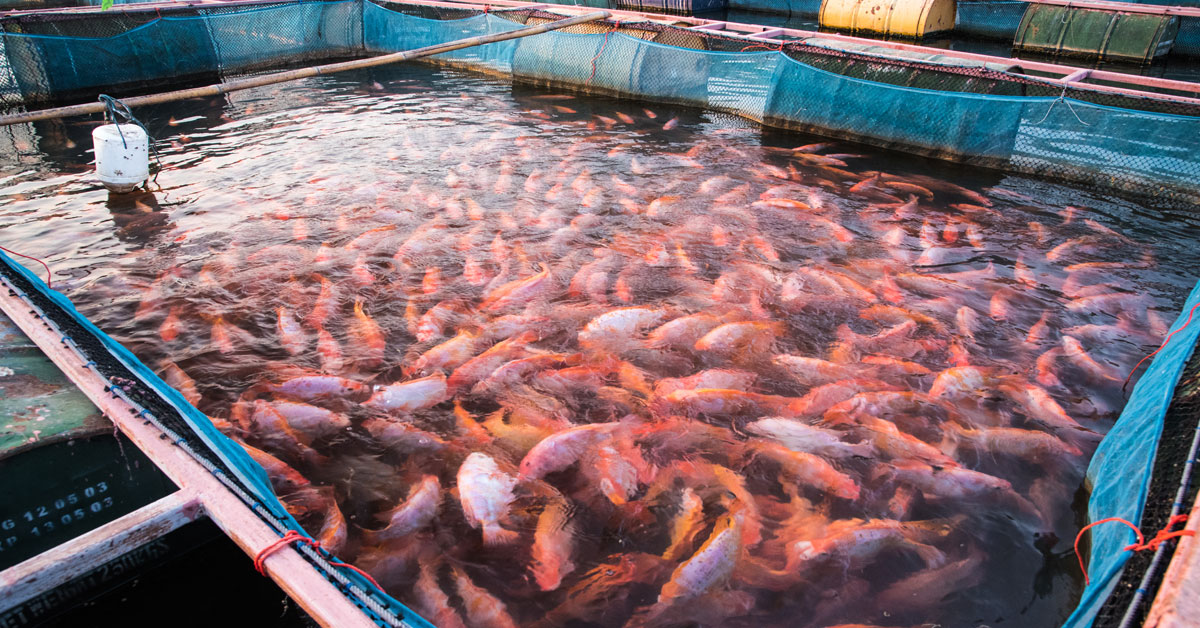 s-pore-considering-fish-farming-to-ramp-up-local-food-production