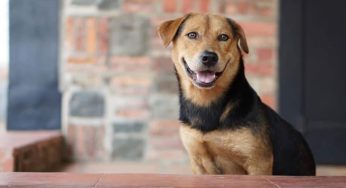 Pulau Ubin Dog Kopi-O’s Passing Kickstarts Petition to Improve Road Safety for Animals