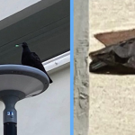 Pigeon in Tampines Found with Blow Dart in Head; ACRES Appealing for Info