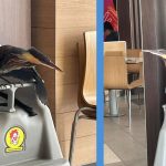 Rare Bird That “Didn’t Seem Like It Could Fly” Chilled on Kids’ High Chair at McDonald’s Tampines