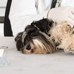 Dog Owner Fined S$2.5K for Not Taking Sick Dog to the Vet Sooner As Dog Has to be Put Down Later