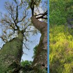 Ultimate Guide to Singapore’s Most Instagram-Worthy Trees