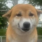 8 Shiba Inu Dogs Put Up for Adoption in S’pore; Strict Criteria for Potential Adopters to Meet