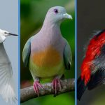 10 Common Birds in Singapore We Bet You Haven’t Seen Before