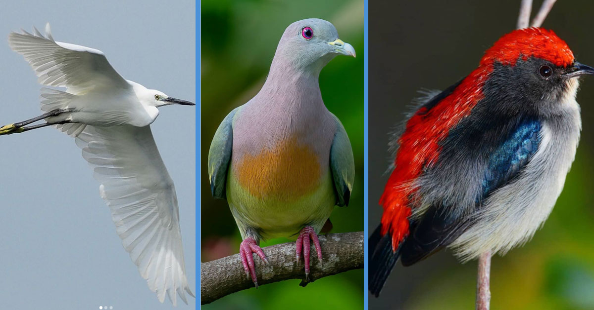 10 Common Birds in Singapore We Bet You Haven’t Seen Before Goody Feed