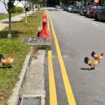 Multiple Chickens Found Scurrying Across Burn Road Leaving Neitzens to Wonder Why Did the Chicken Cross the Road