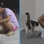 Woman in Ang Mo Kio Spends About S$820 a Month to Feed Community Cats While Living on Cleaner’s Income