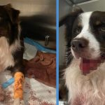 Hit & Run at Orchard Leaves Dog with Multiple Missing Teeth & a Torn Lip