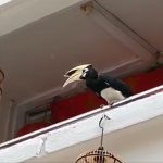 Hornbill Bites Through Cage at HDB Corridor to Gruesomely Eat Pet Bird