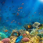 Research Shows That Climate Change Has Increased Sea Surface Temperatures, Lessened Marine Diversity
