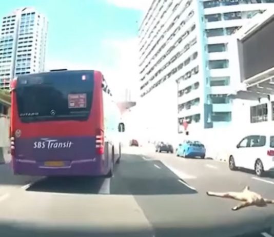 Naked Man Lies Flat in the Middle of a Busy Road; Driver Used His Car to Protect Man from Incoming Traffic