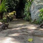 Family of Otters in Botanic Gardens Split Up After Kids Disturbed Them; Wildlife Group Issues Advisory