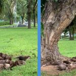 A Raft Otters Found Hiding Under A Huge Tree from the Sun Near Esplanade Park