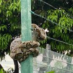 Python Curled Up Around Barbed Wires and Metal Pole at Downtown East to Escape Flooded Drains