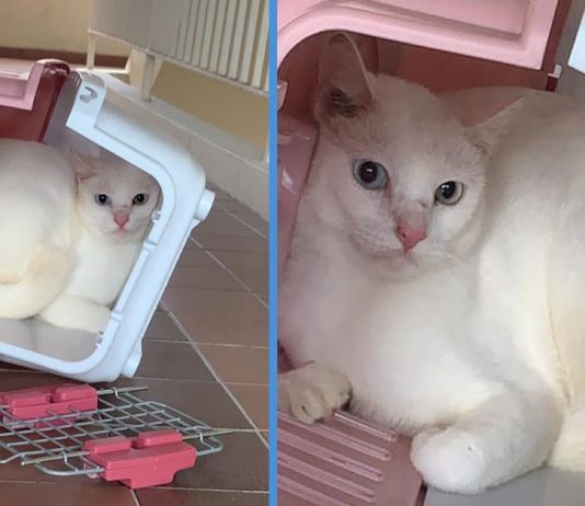 Woman Found Abandoned Cat Inside Broken Carrier That Might Have Been Tossed by Previous Owner