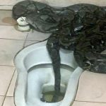 ‘Burglar’ in Kranji Coffee Shop Toilet at 1am Turned Out to Be a 4 to 5m Long Python