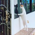 S’porean Twitter User Warns Other People of Safe Distancing Ambassador Disguised as Spying Cat