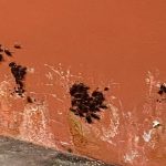 Mall Explains Why So Many Cockroaches Appeared on East Point Mall Carpark