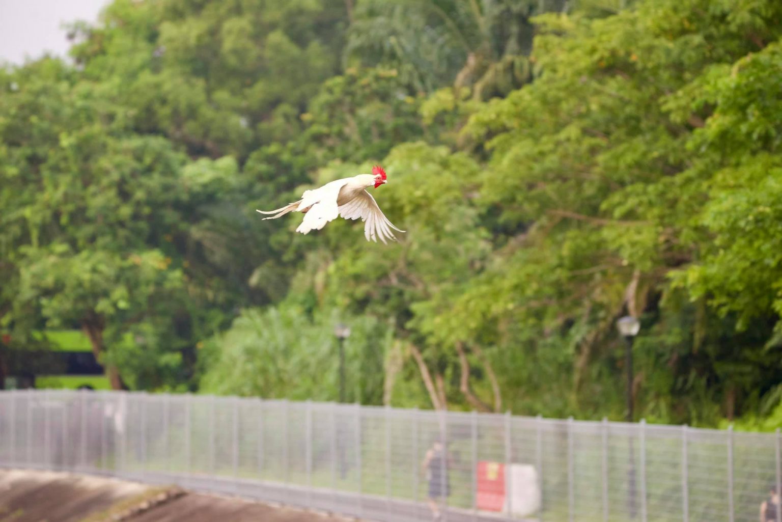 Rare Sight of Chicken Flying Across Pasir Ris River Looks Like KFC