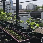 Plants Can Feel Pain: Study Shows Plants Scream When They Are Cut Or Deprived Of Water