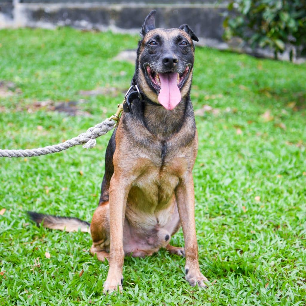 13 Military Dogs Up for Adoption & Some Are HDBApproved Goody Feed