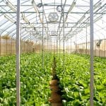70 Farms in Lim Chu Kang to Get Final Lease Extension
