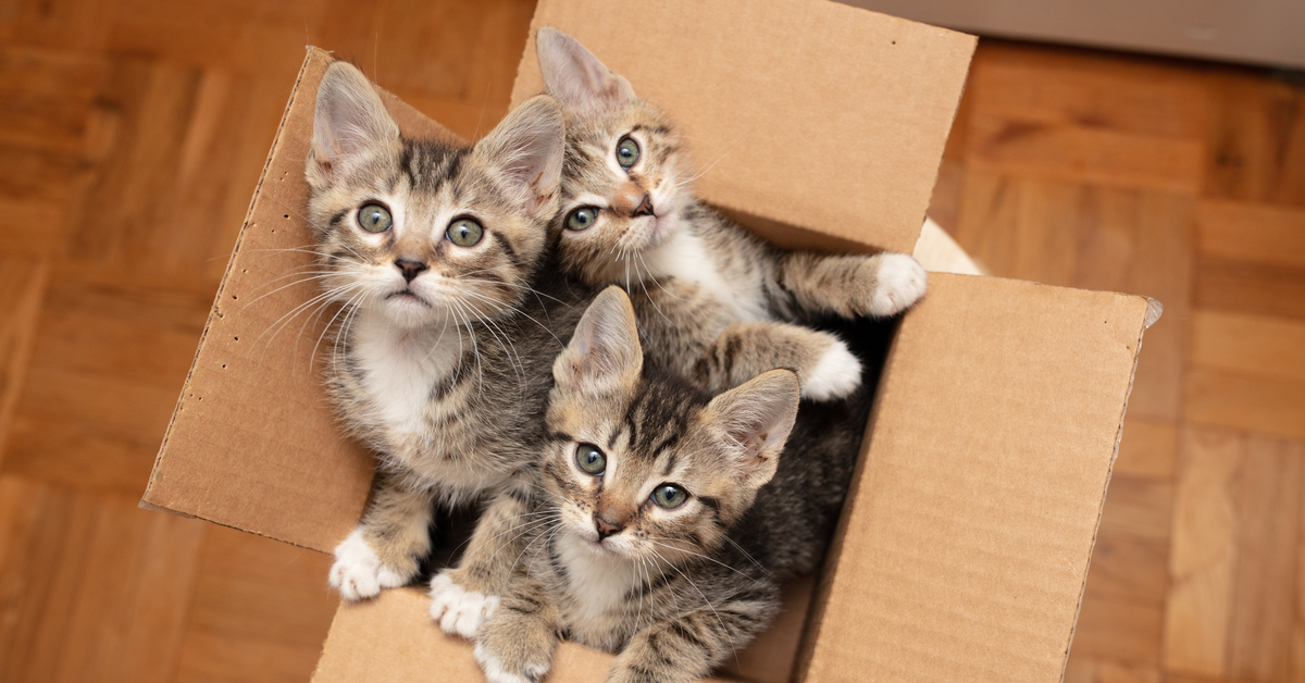 Admin of Facebook Cat Group Charged for Using His Flat to Sell Kittens