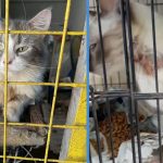 Woman Hoarded Over 30 Cats in Undesirable Cages With 1 Cat Even Having Its Eyeball Dangling Out