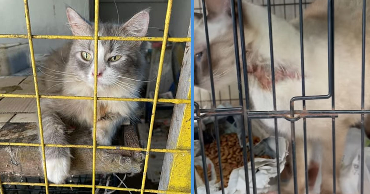 Woman Hoarded Over 30 Cats in Undesirable Cages With 1 Cat Even Having ...