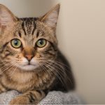 9 Out of 10 Pet Owners Felt That Their Pets Help With Their Mental Well-Being During COVID-19 Pandemic