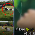 Milk Company Slammed for Turning Women into Cows in an Adv Video